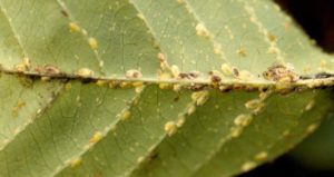 Tree Care: Soft Scale Insects