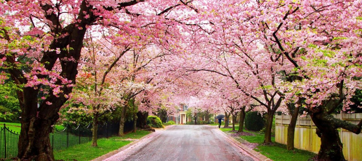 Spring is Here: Top 10 Flowering Trees