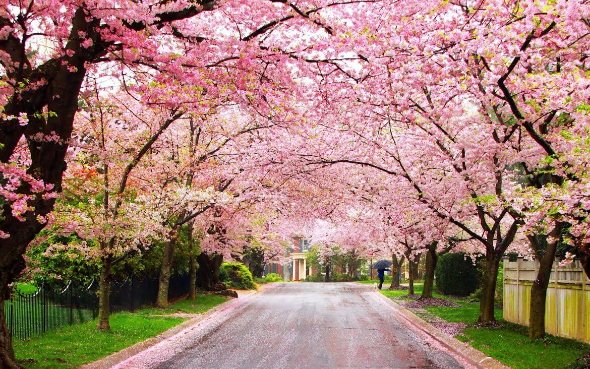 Spring is Here: Top 10 Flowering Trees – McKinley Arborists