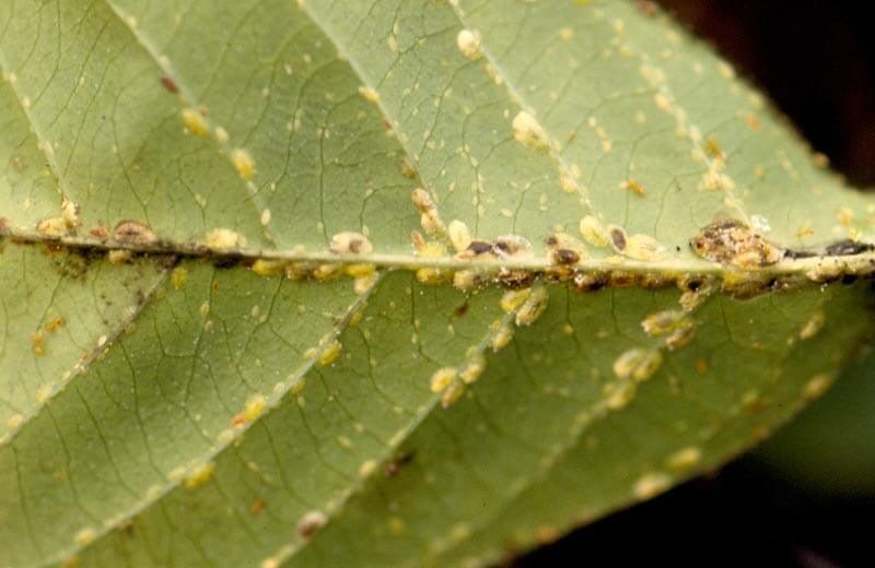 Tree Care: Soft Scale Insects